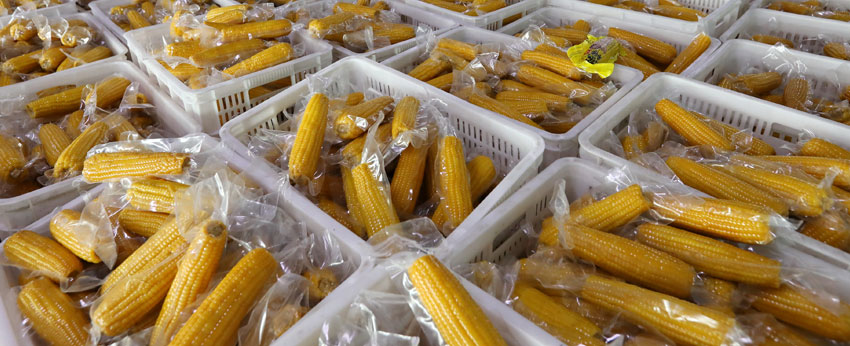 Vacuum Corn Packing Production Line